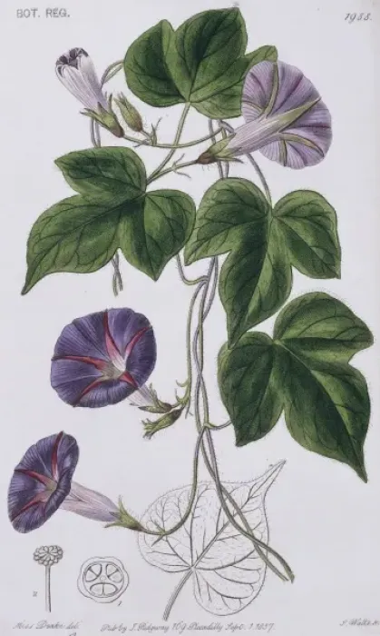 Framed Print : Ipomoea diversifolia, morning-glory Framed Print : Ipomoea diversifolia, morning-glory