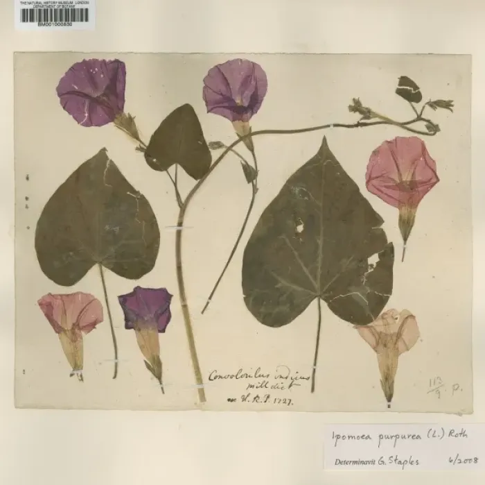 Framed Print : Ipomoea purpurea (L. ) Roth, tall morning-glory Framed Print : Ipomoea purpurea (L. ) Roth, tall morning-glory
