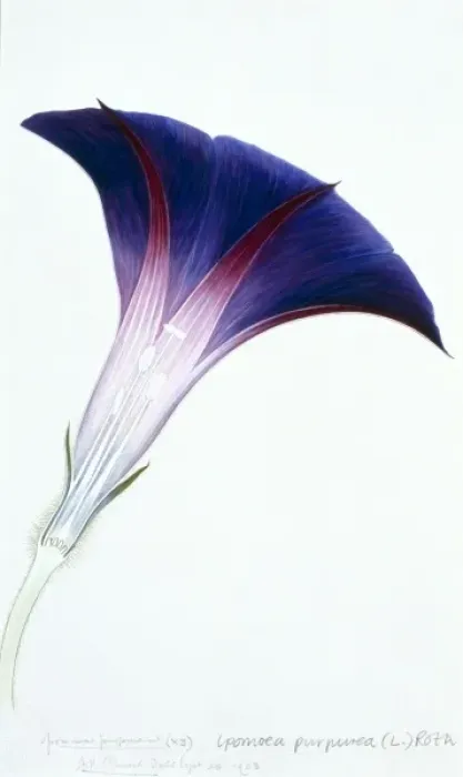 Framed Print : Ipomoea purpurea, morning glory Framed Print : Ipomoea purpurea, morning glory