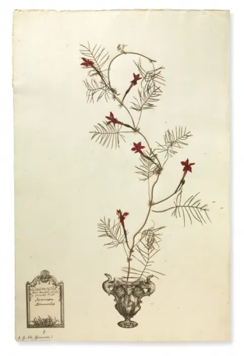 Framed Print : Ipomoea quamoclit, Cardinal creeper Framed Print : Ipomoea quamoclit, Cardinal creeper