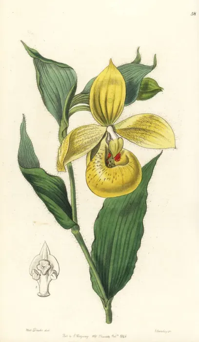 Framed Print : Irapeaos cypripedium orchid, Cypripedium irapeanum Framed Print : Irapeaos cypripedium orchid, Cypripedium irapeanum