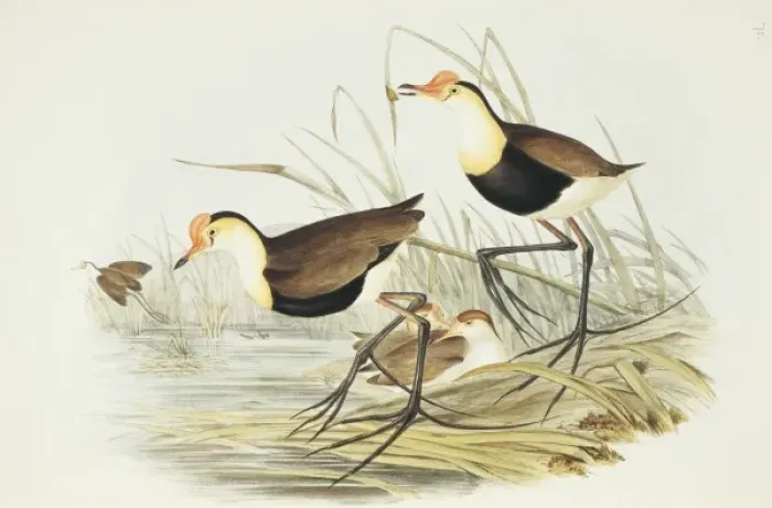 Framed Print : Irediparra gallinacea, comb-crested jacana Framed Print : Irediparra gallinacea, comb-crested jacana
