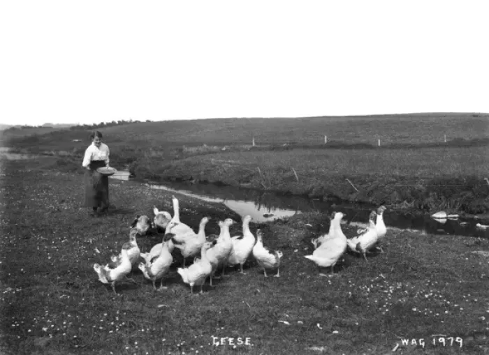 Framed Print : Geese - a view of a woman in a field feeding a flock of geese Framed Print : Geese - a view of a woman in a field feeding a flock of geese