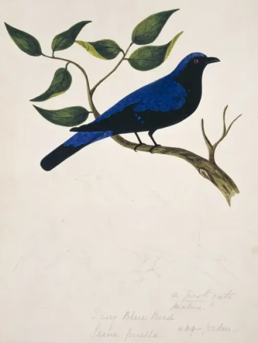 Framed Print : Irena puella, Asian fairy bluebird Framed Print : Irena puella, Asian fairy bluebird