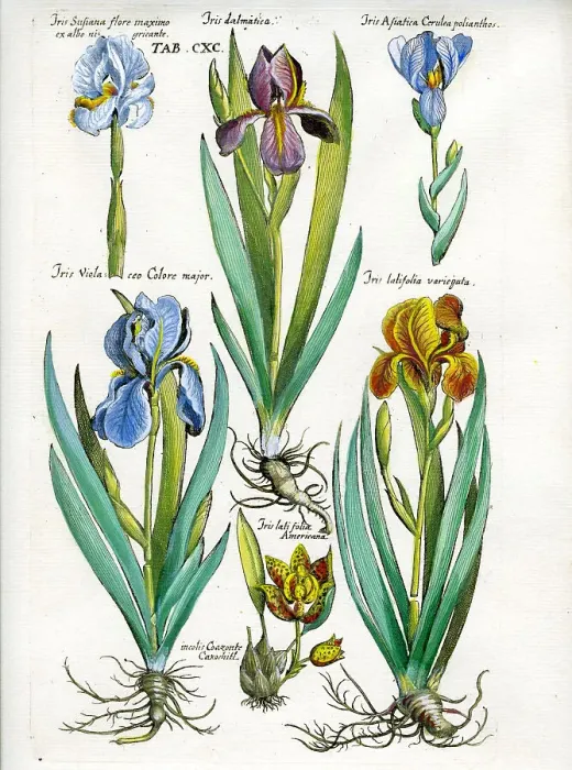Framed Print : Iris Framed Print : Iris
