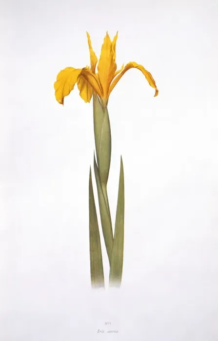 Framed Print : Iris aurea, iris Framed Print : Iris aurea, iris