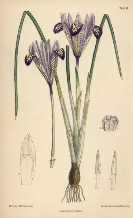 Framed Print : Iris bakeriana, violet-flowered iris native to Armenia Framed Print : Iris bakeriana, violet-flowered iris native to Armenia
