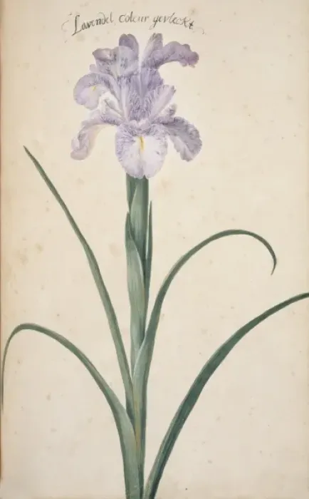 Framed Print : Iris cf. germanica, bearded iris Framed Print : Iris cf. germanica, bearded iris