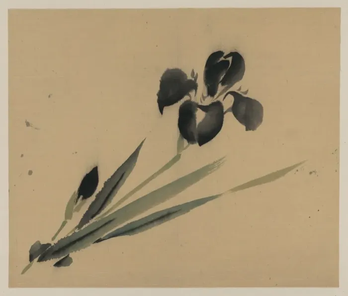 Framed Print : Iris?. Date between 1800 and 1870 Framed Print : Iris?. Date between 1800 and 1870