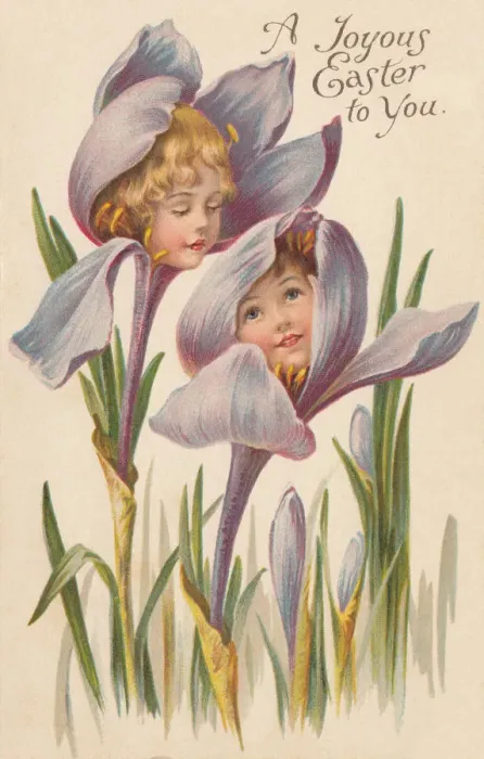 Framed Print : Iris Flower Faces Framed Print : Iris Flower Faces