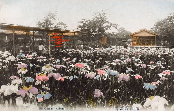 Iris Garden, Kabata, Tokyo, Japan