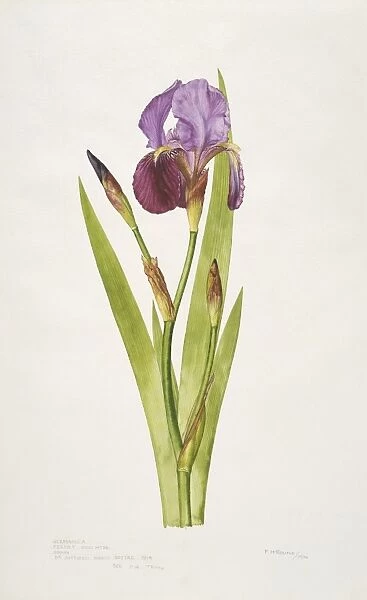 Iris germanica, bearded iris