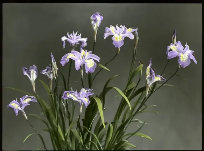 Framed Print : Iris Gracilipes (Crested Iris) Framed Print : Iris Gracilipes (Crested Iris)