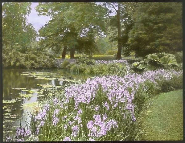Iris Iberica at Kew Gardens