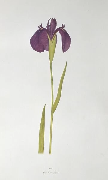 Iris kaempferi, Japanese iris