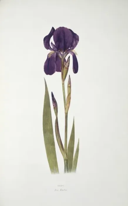Framed Print : Iris kochii, German iris Framed Print : Iris kochii, German iris