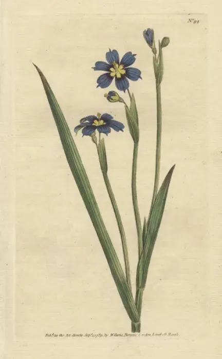 Framed Print : Iris leaved sisyrinchium, Sisyrinchium angustifolium Framed Print : Iris leaved sisyrinchium, Sisyrinchium angustifolium