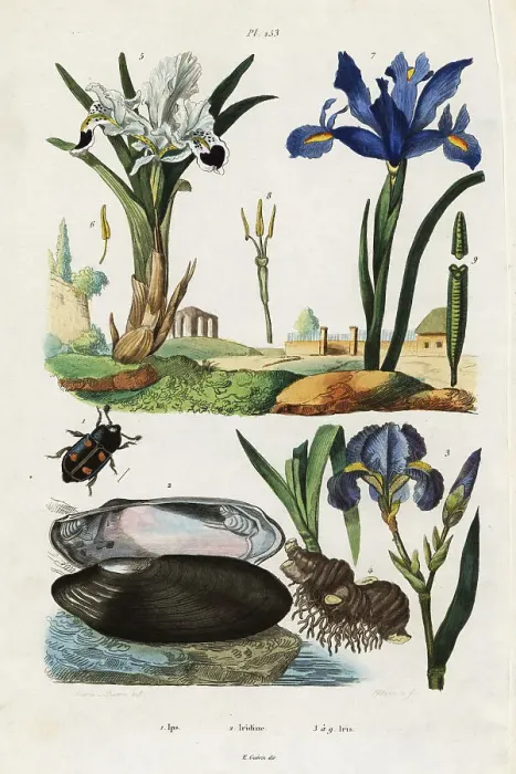 Framed Print : Iris, mussel and beetle Framed Print : Iris, mussel and beetle