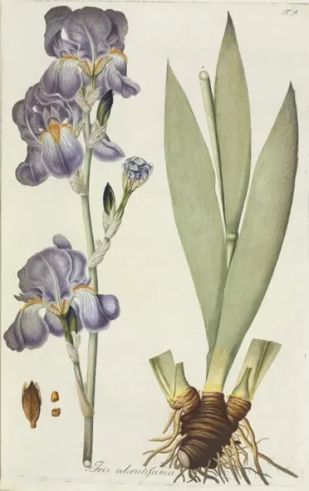 Framed Print : Iris odoratissima, tall bearded iris Framed Print : Iris odoratissima, tall bearded iris