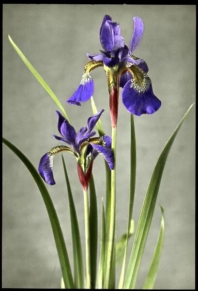 Iris Orientalis (Spuria Beardless Iris)