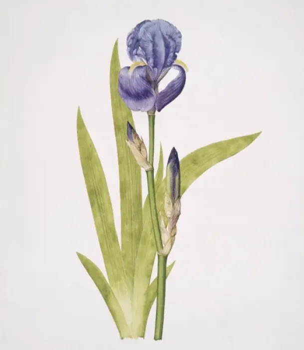 Framed Print : Iris pallida, bearded iris Framed Print : Iris pallida, bearded iris