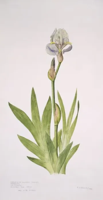 Framed Print : Iris pallida, bearded iris Framed Print : Iris pallida, bearded iris