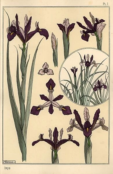 Iris plant and flower parts, with inset