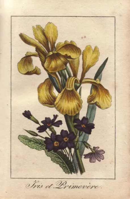 Framed Print : Iris and primrose, Iris pseudacorus and Primula vulgaris Framed Print : Iris and primrose, Iris pseudacorus and Primula vulgaris