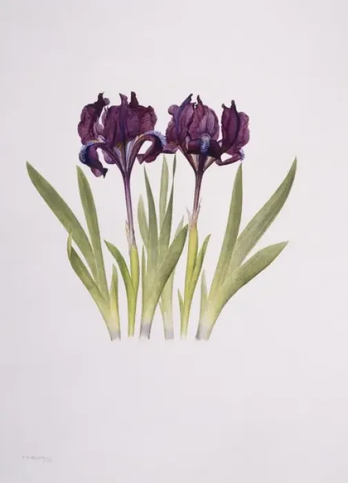 Framed Print : Iris pumila, dwarf pogon iris Framed Print : Iris pumila, dwarf pogon iris
