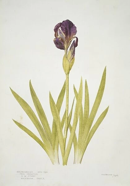 Iris reichenbachii, small bearded alpine iris
