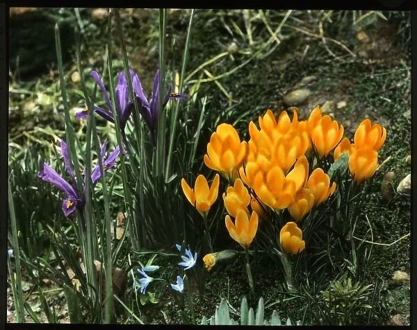 Iris Reticulata and Crocus Chrysanthus