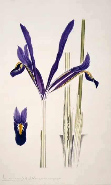 Framed Print : Iris reticulata, reticulated iris Framed Print : Iris reticulata, reticulated iris