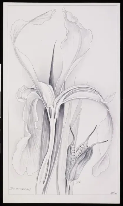 Framed Print : Iris sanguinea Framed Print : Iris sanguinea