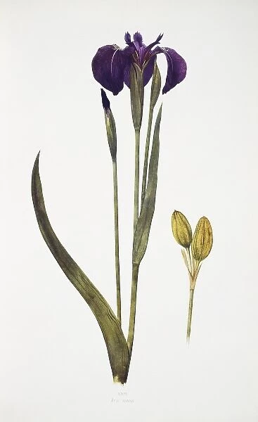 Iris setosa, blue flag