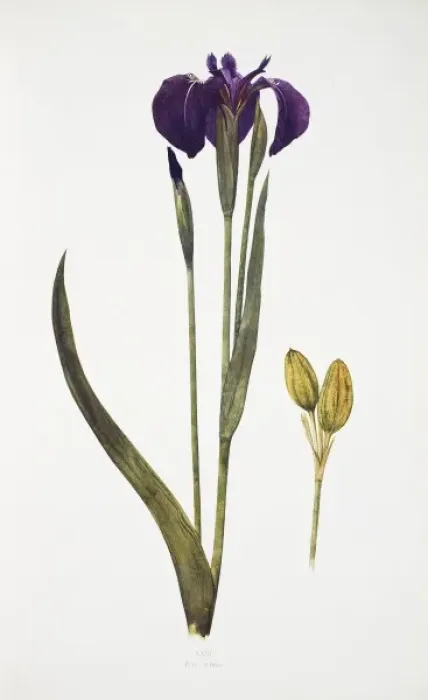 Framed Print : Iris setosa, blue flag Framed Print : Iris setosa, blue flag