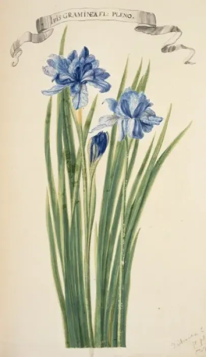 Framed Print : Iris sibirica, Siberian iris Framed Print : Iris sibirica, Siberian iris