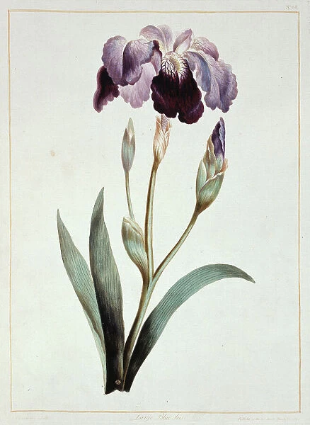 Iris sp. blue iris. Folio 67 from A Collection of Flowers (1795) by John Edwards