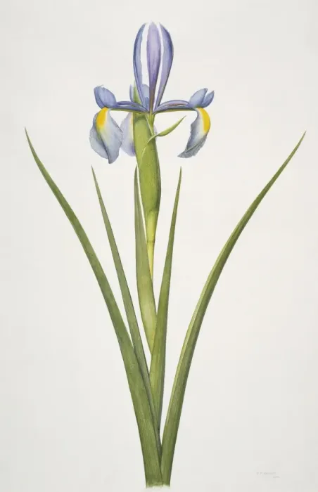Framed Print : Iris sp. iris Framed Print : Iris sp. iris