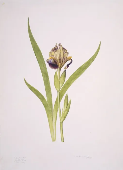 Framed Print : Iris sp. iris Framed Print : Iris sp. iris