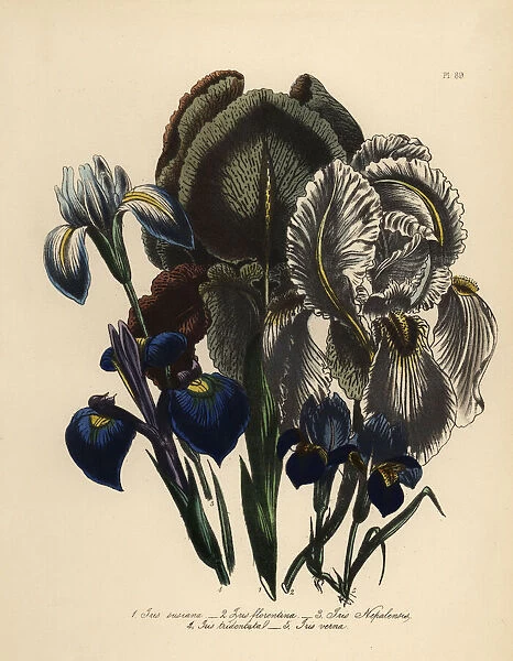Iris species
