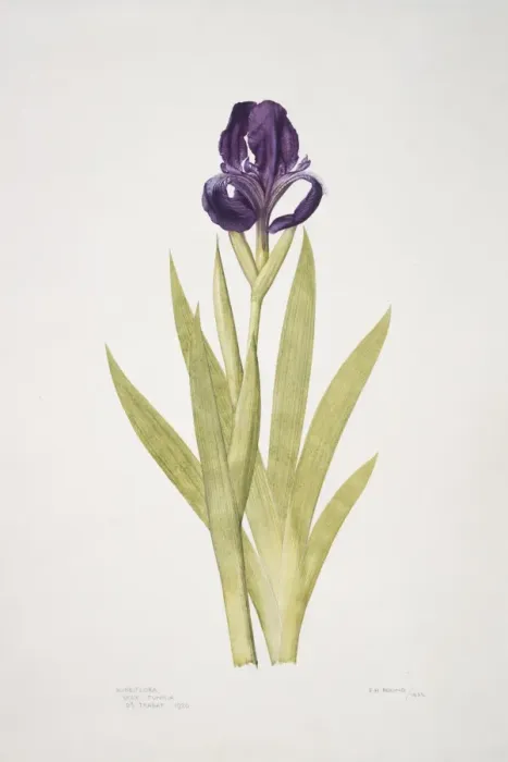 Framed Print : Iris subbiflora, bearded iris Framed Print : Iris subbiflora, bearded iris