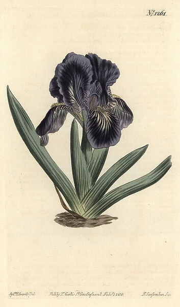 Iris x binata