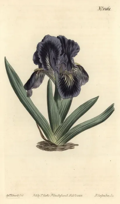 Framed Print : Iris x binata Framed Print : Iris x binata