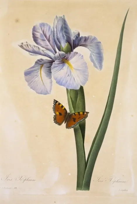 Framed Print : Iris xiphium, Spanish iris Framed Print : Iris xiphium, Spanish iris