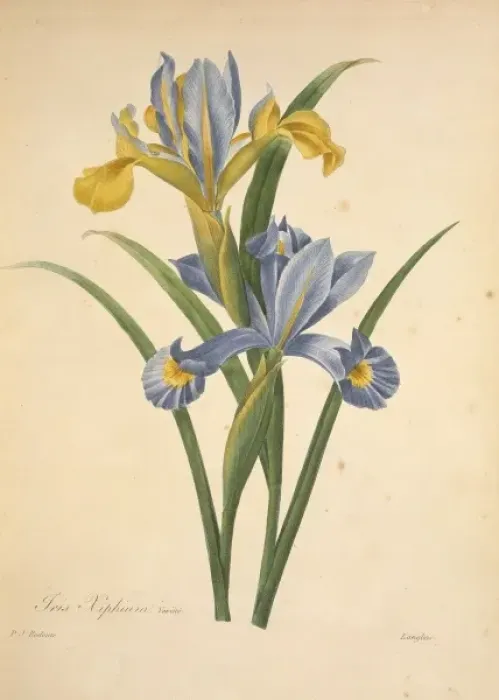 Framed Print : Iris xiphium, Spanish iris Framed Print : Iris xiphium, Spanish iris