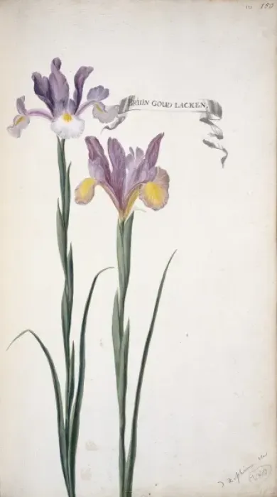 Framed Print : Iris xiphium, Spanish iris Framed Print : Iris xiphium, Spanish iris