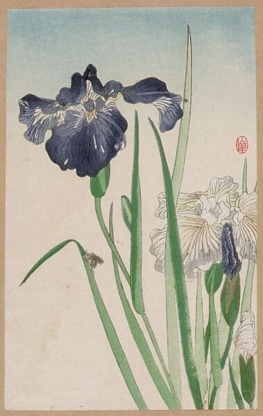 Irises. Date between 1900 and 1930