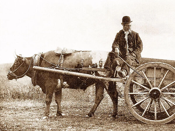 Irish Bullock Cart early 1900s