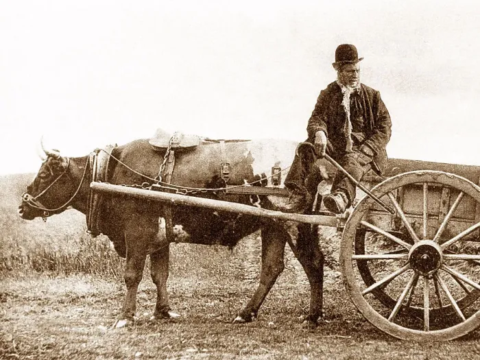 Framed Print : Irish Bullock Cart early 1900s Framed Print : Irish Bullock Cart early 1900s
