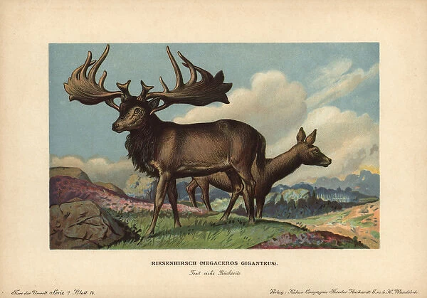 Irish Elk or Giant Deer, Reisenhirsch, Megaceros giganteus